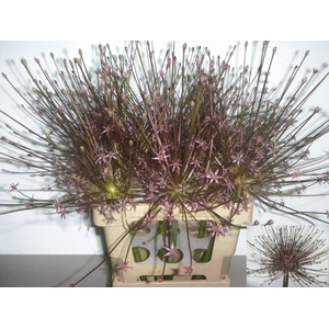 ALLIUM SCHUBERTII