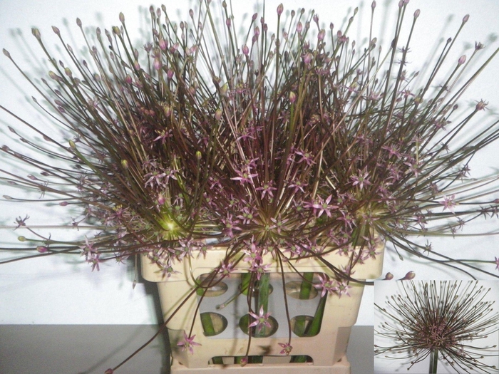<h4>ALLIUM SCHUBERTII</h4>
