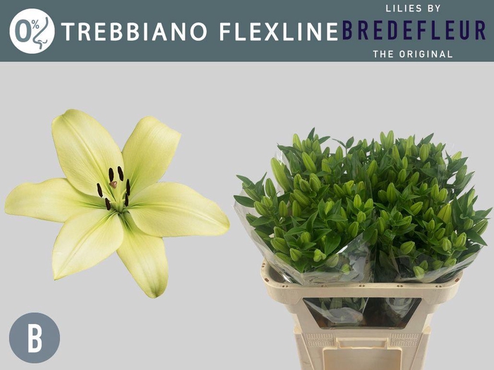 <h4>LI LA TREBBIANO 2+</h4>