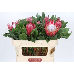 Protea Cynaroides Madiba