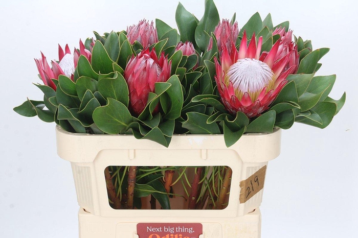<h4>Protea Cynaroides Madiba</h4>