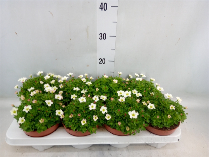 <h4>Saxifraga arend. 'Alpino Rose'</h4>