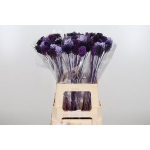 Allium Kl Bh Purple Mix