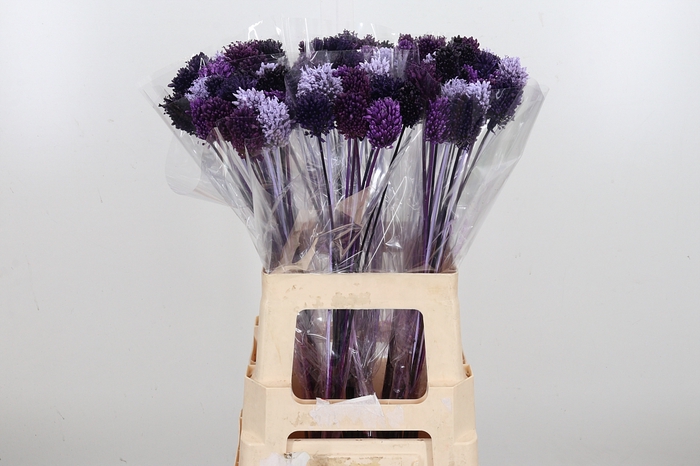 <h4>Allium Kl Bh Purple Mix</h4>