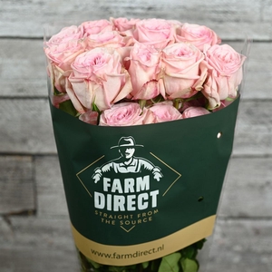 R Gr Pink O Hara