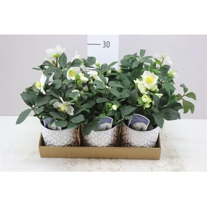 Helleborus N. Christmas Carol In Barok Pot Goud En