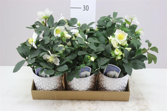<h4>Helleborus N. Christmas Carol In Barok Pot Goud En</h4>
