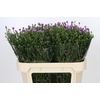 Aster Casarosa