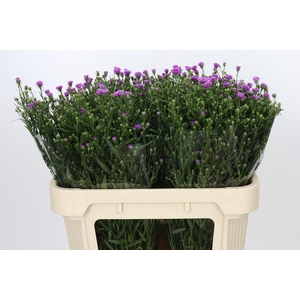 Aster Casarosa