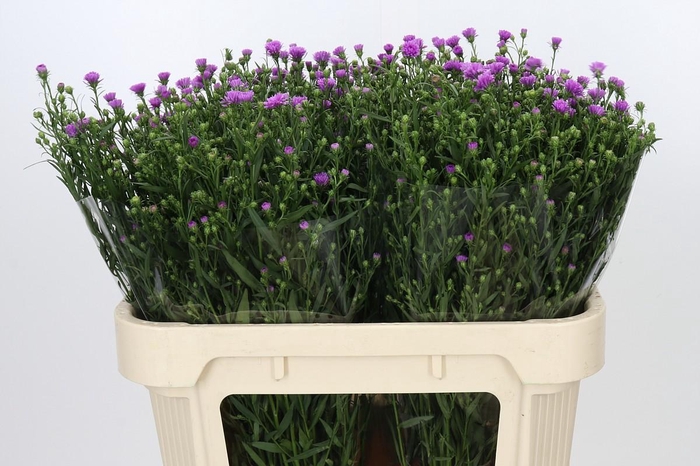 <h4>Aster Casarosa</h4>