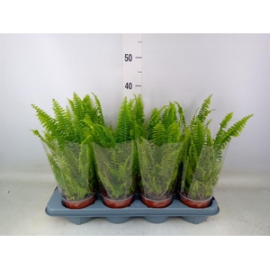 Nephrolepis exal. 'Green Lady'