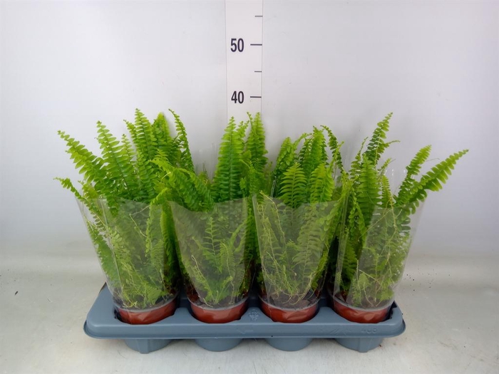 <h4>Nephrolepis exal. 'Green Lady'</h4>