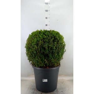 Buxus semp.   ...