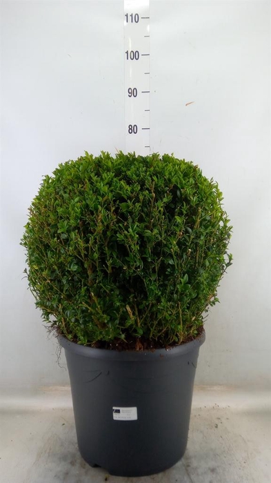 <h4>Buxus semp.   ...</h4>