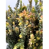 MYRTUS ELISIR TARANTINO 400