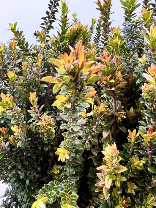 MYRTUS ELISIR TARANTINO 400