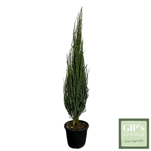 Juniperus scop. 'Blue Arrow' 175-200 Clt30