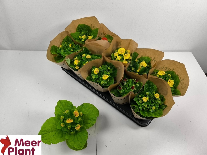 <h4>CALC X HERBEOHYBRIDA</h4>