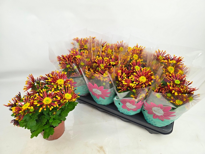 <h4>CHRYS SPLASH ENERGY</h4>