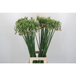 Allium Nectaroscordum Siculum