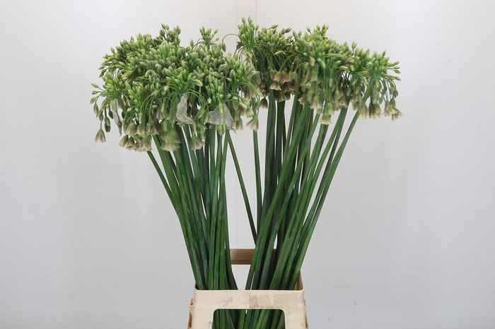 <h4>Allium Nectaroscordum Siculum</h4>
