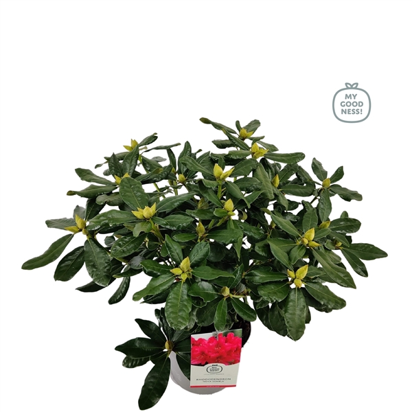 <h4>Rhododendron 40-50 /5 liter 'Nova Zembla'</h4>