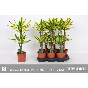 DRA FRAG GOLDEN KING