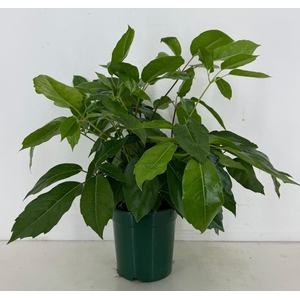 Schefflera actinophylla p21