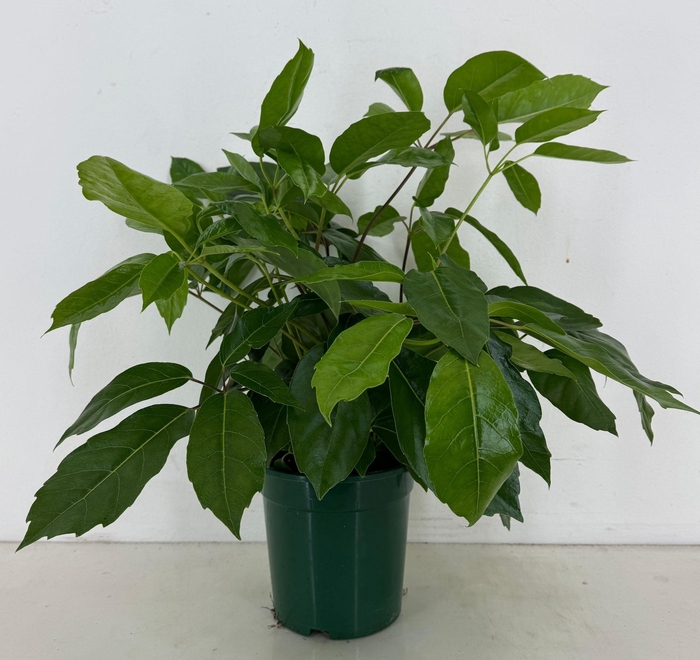 <h4>Schefflera actinophylla p21</h4>