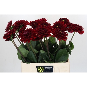 Dahlia Red Runner