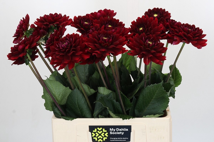 <h4>Dahlia Red Runner</h4>