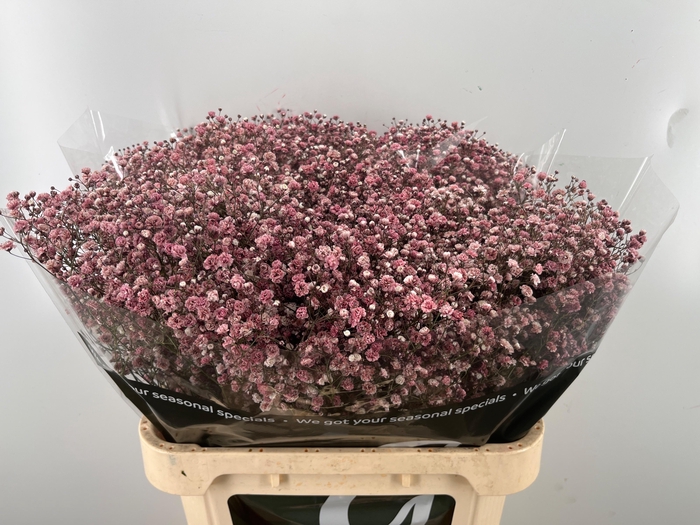 <h4>GYPS KLB H%</h4>