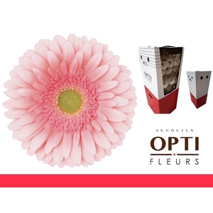 Gerbera Romella Aquabox