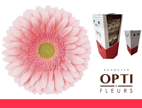 <h4>Gerbera Romella Aquabox</h4>