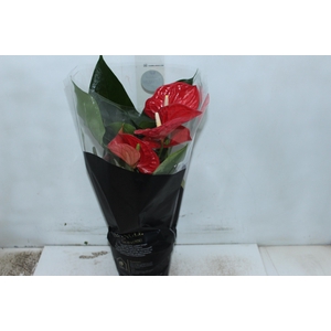 ANTHURIUM MICHIGAN P17 PREMIUM