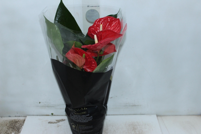 <h4>ANTHURIUM MICHIGAN P17 PREMIUM</h4>