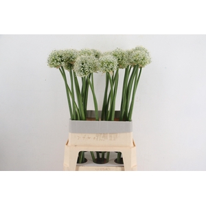 ALLIUM MOUNT EVEREST