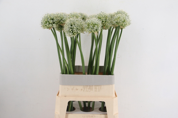 <h4>ALLIUM MOUNT EVEREST</h4>