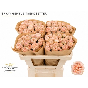 Rosa TR 'Gentle Trendsetter'