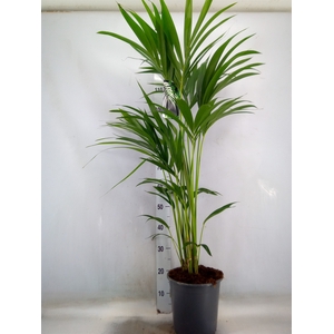Howea forsteriana