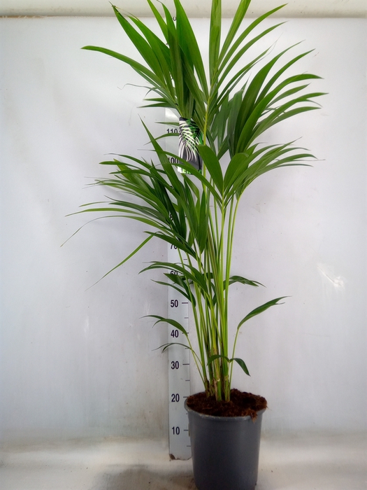 <h4>Howea forsteriana</h4>