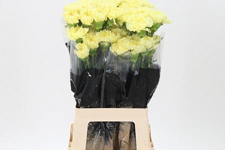 <h4>Di St Diletta Yellow</h4>