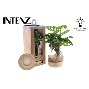 Monstera in Kingston + LED + Verpakking-levertijd 24u