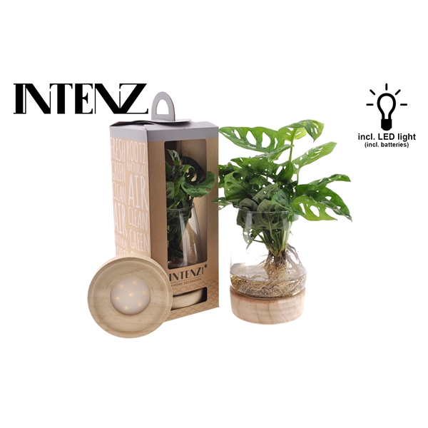 <h4>Monstera in Kingston + LED + Verpakking-levertijd 24u</h4>