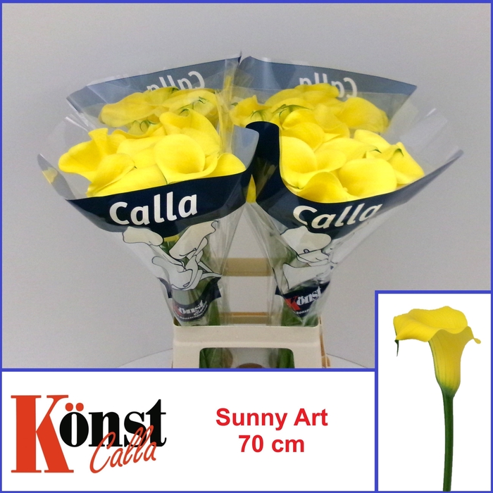 <h4>ZANT SUNNY ART</h4>