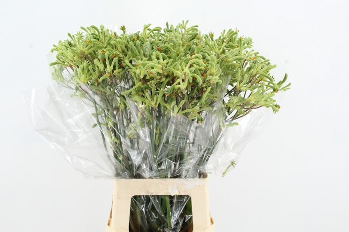 <h4>ANIGOZ NIRVANA 70CM</h4>