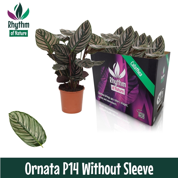 <h4>Calathea 14cm Ornata Rhythm of Nature zonder hoes</h4>