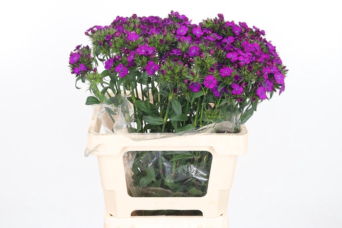 <h4>Di Barb Am Neon Purple</h4>