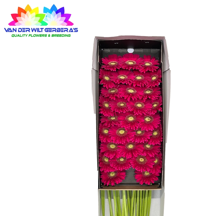 <h4>Germini Vivian Doos</h4>