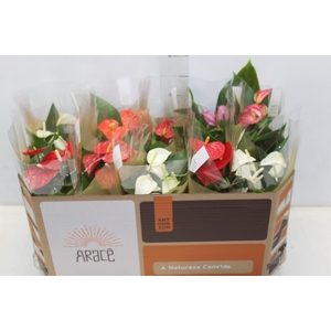 ANTHURIUM VARIADO P12